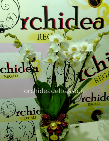Phalenopsis 4 rami in vaso di vetro e confezione natalizia